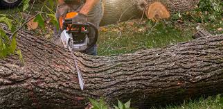 How Our Tree Care Process Works  in  Thomas, OK