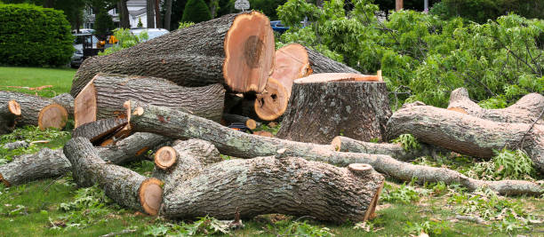 Best Tree Risk Assessment  in Thomas, OK